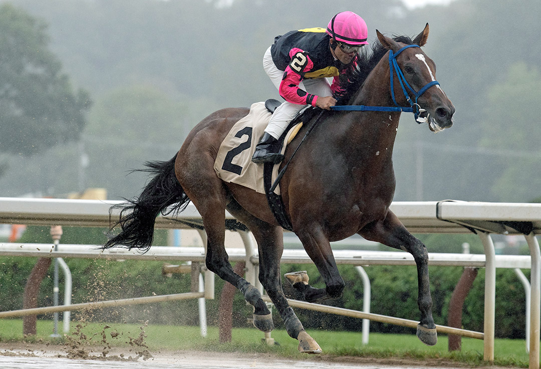 Gold Panda wins an Aug. 19 maiden race at Saratoga Race Course