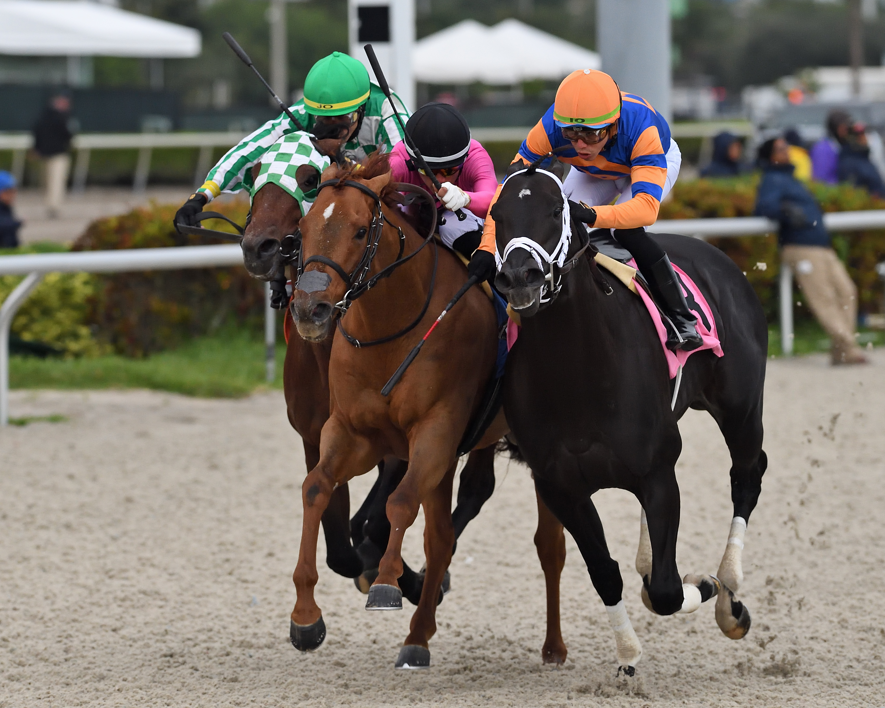 Golden Glider (center) beats Steady On (right) and Dakota Gold in the Tropical Park Derby