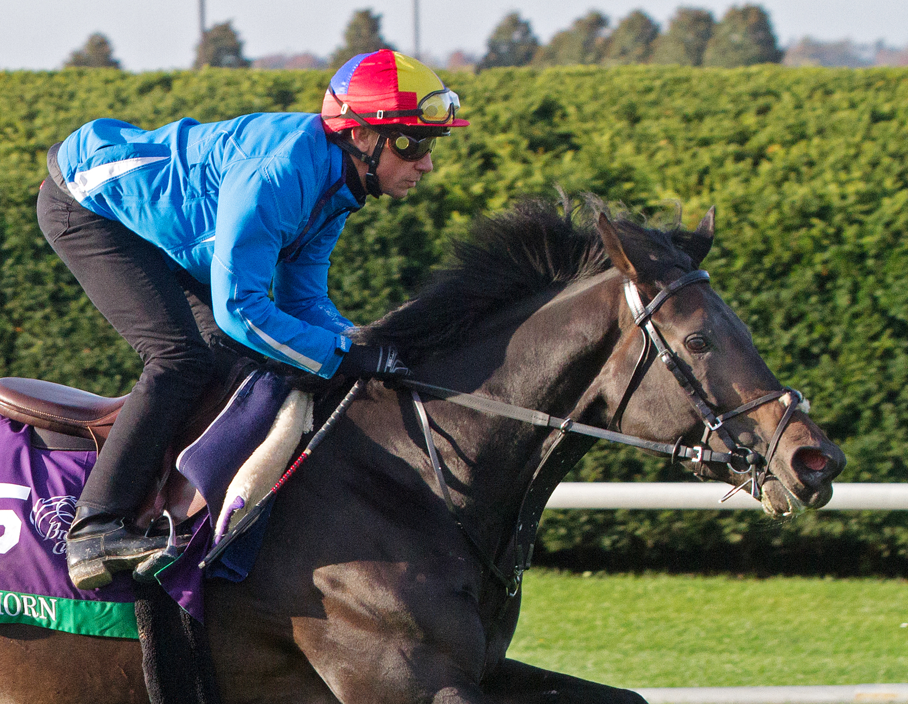 Golden Horn trains at Keeneland on Oct. 29