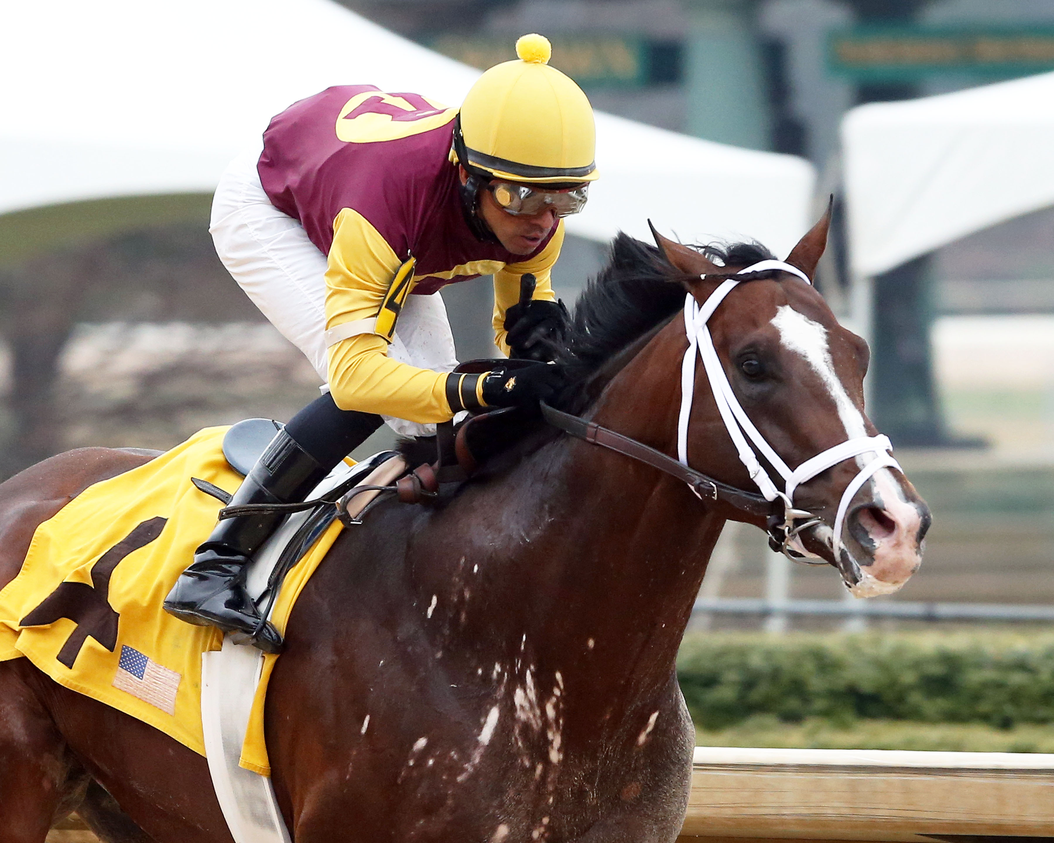 Golden Lad wins the Razorback Handicap