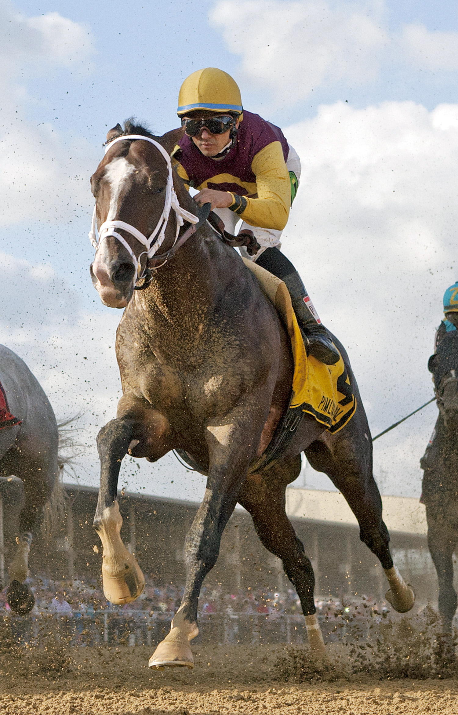 Golden Lad finishes eighth in the Pimlico Special