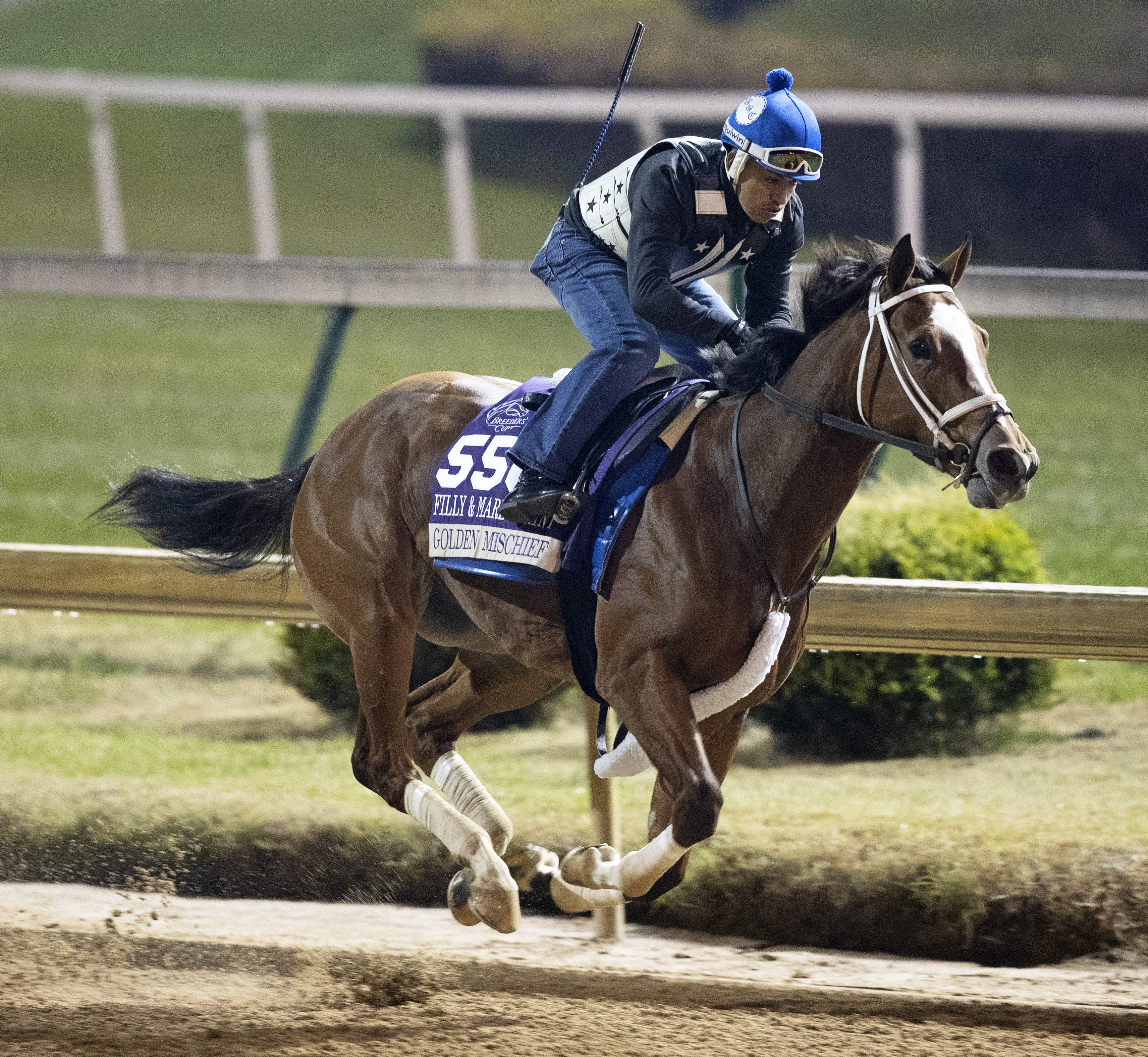 Golden Mischief works for 2018 Breeders' Cup