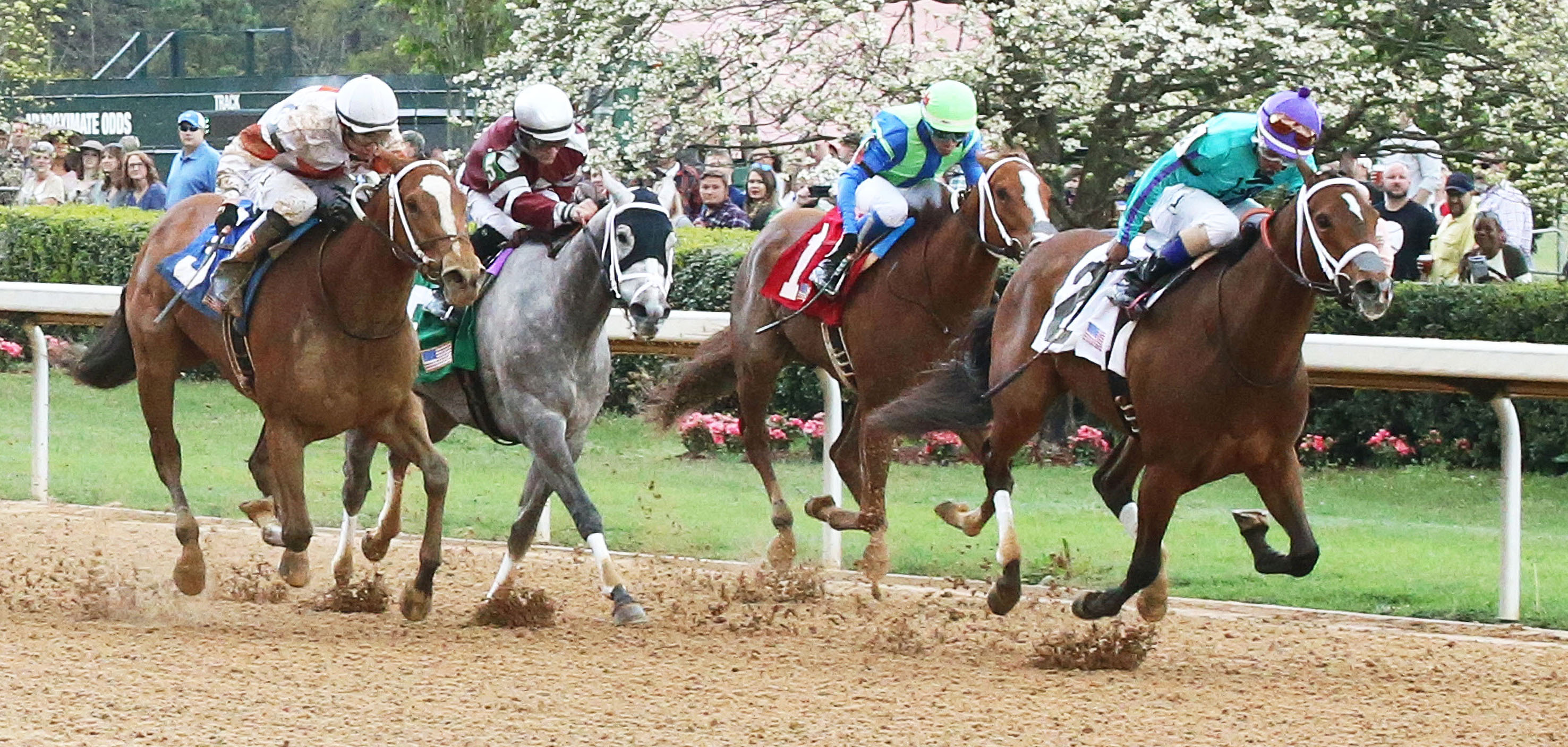 Golden Mischief wins the Purple Martin Stakes