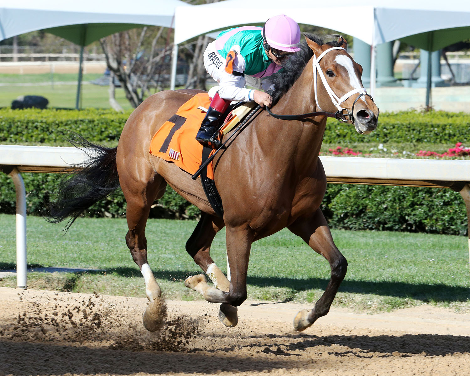 Golden Mischief wins an April 4 allowance race at Oaklawn Park