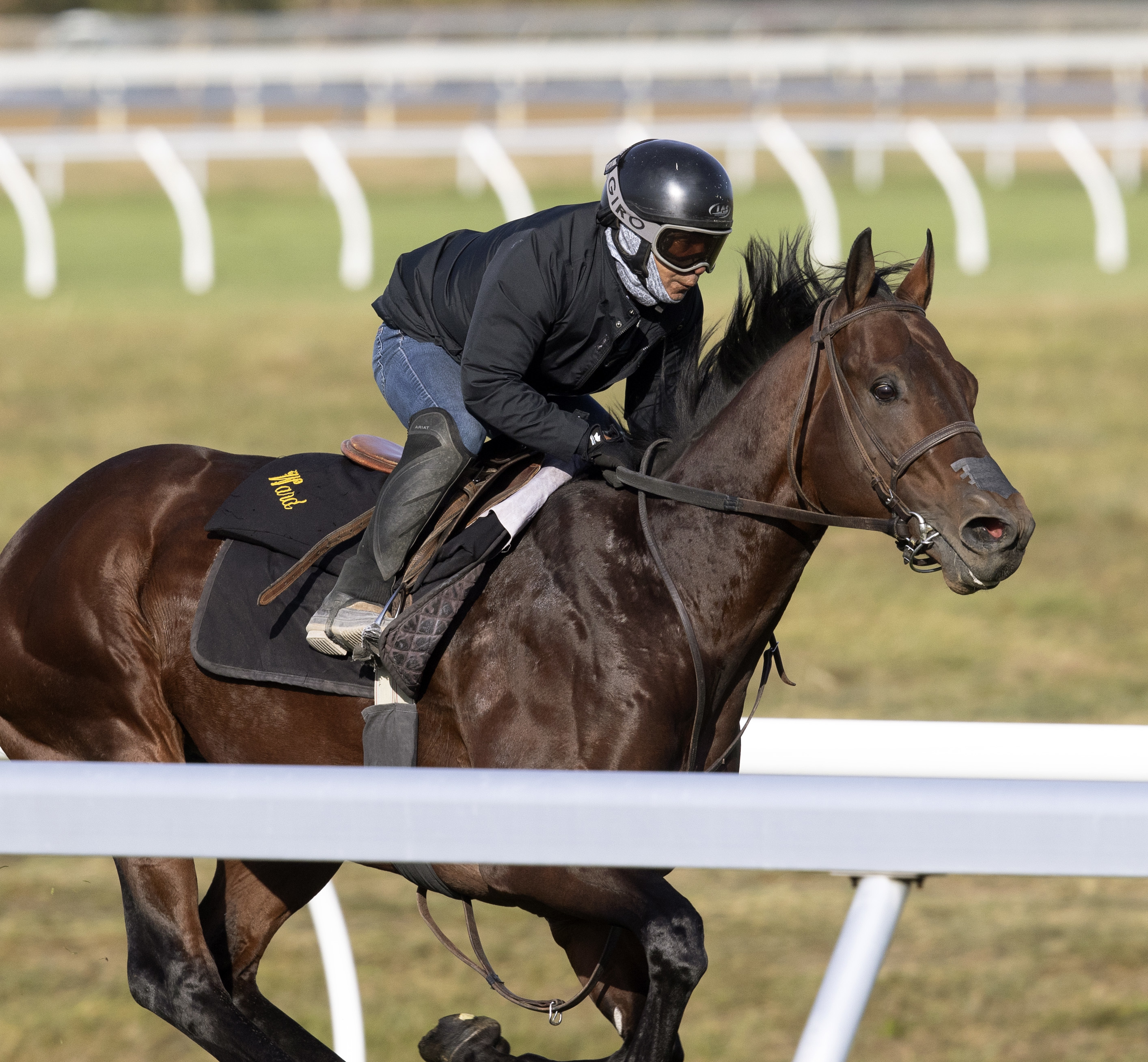 Golden Pal trains at Keeneland Oct 22 2022