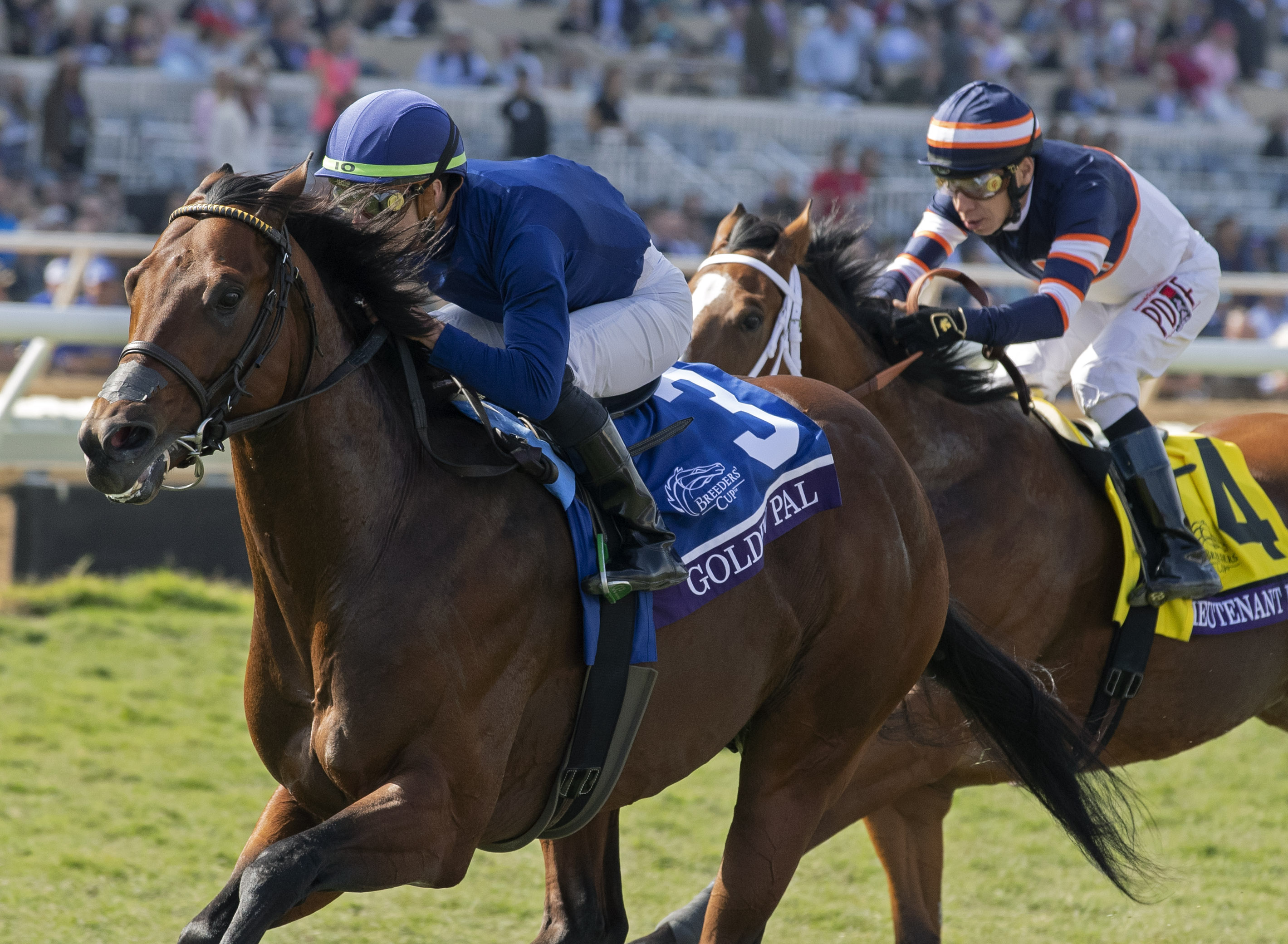 Golden Pal - BCC Turf Sprint 2021