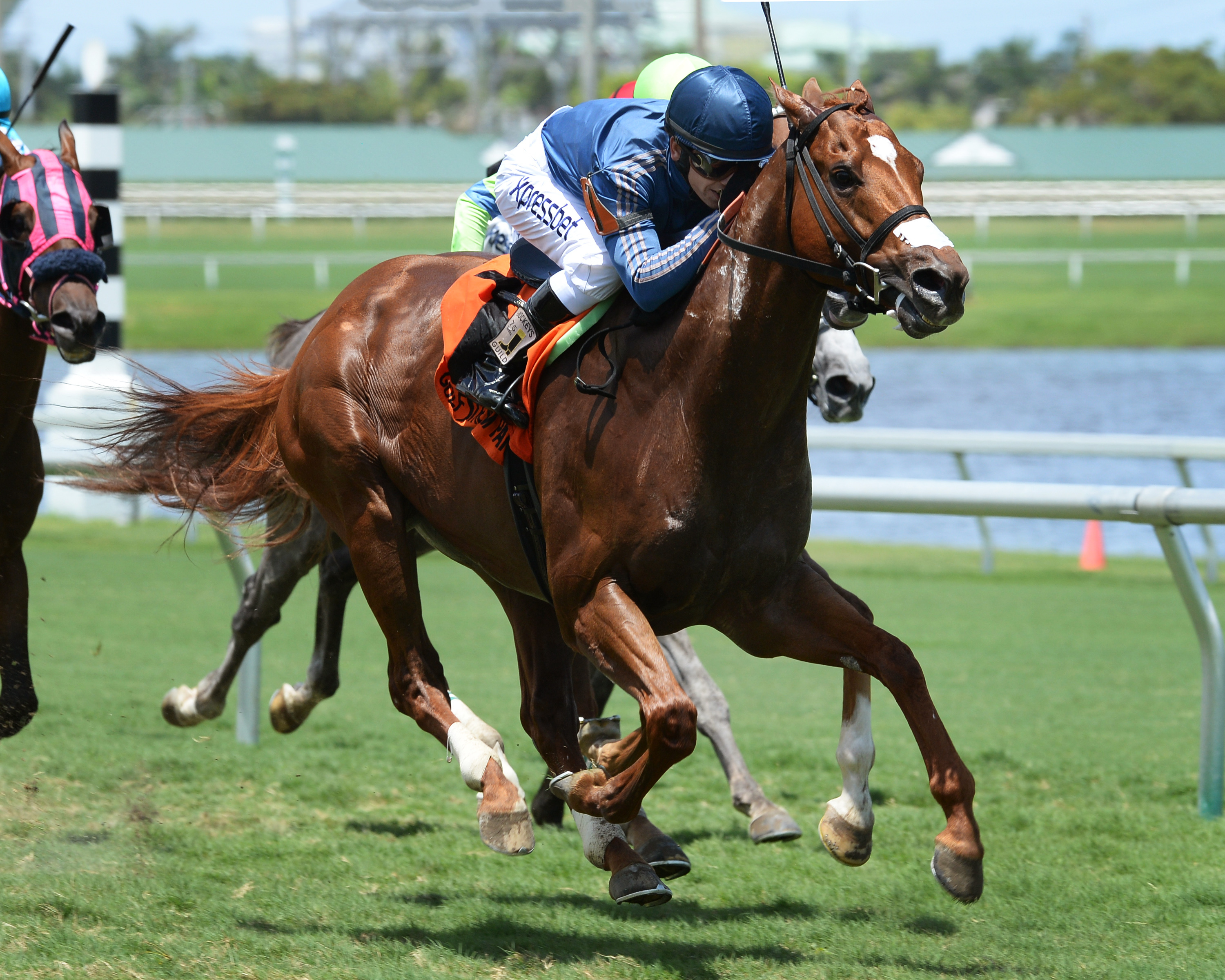 Golden Rifle wins the Eight Miles East