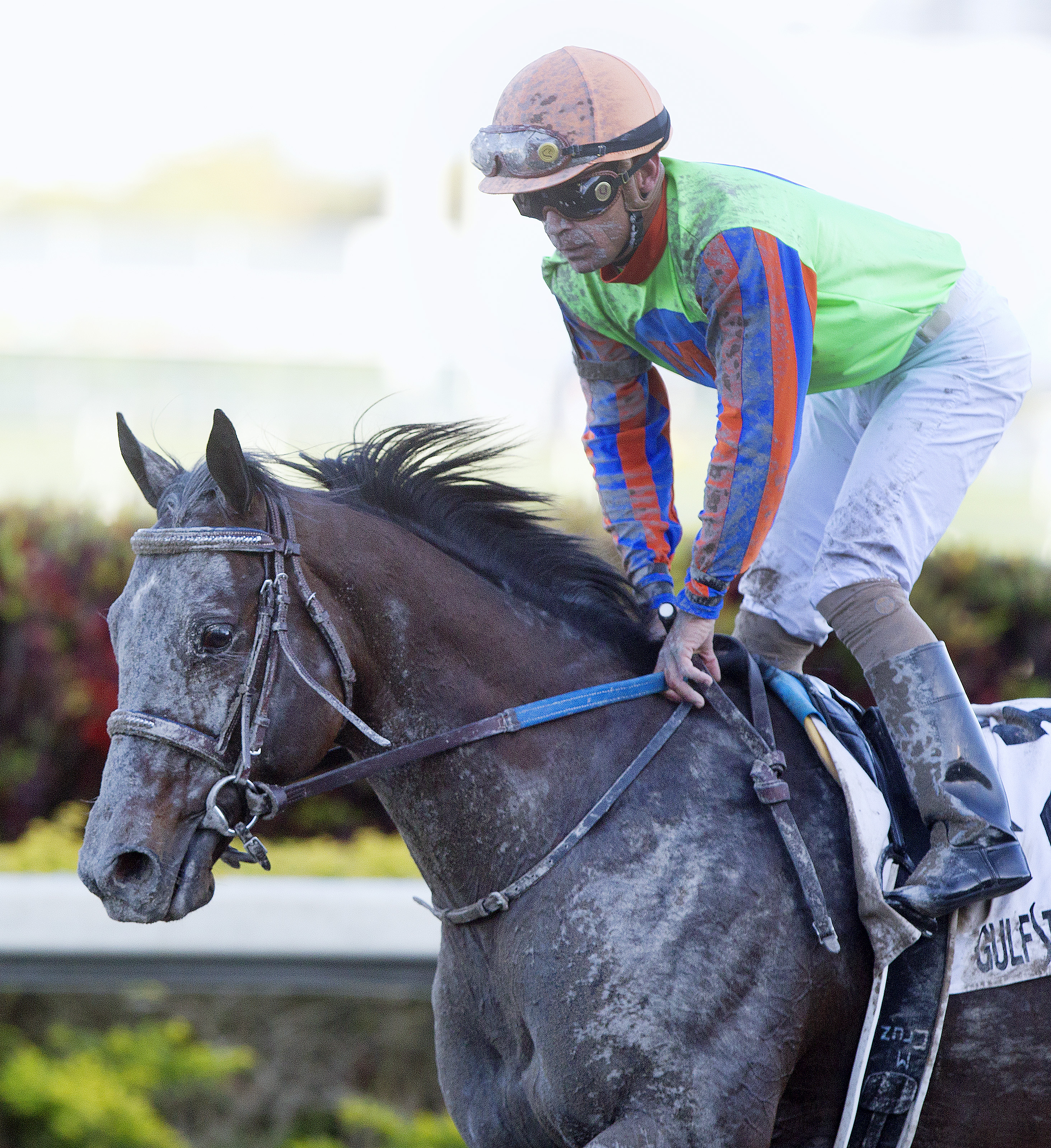 Golden Ticket finishes second in the Gulfstream Park Handicap