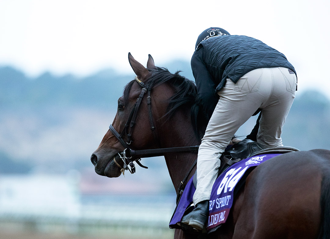 Golden Pal at Del Mar on Nov. 2