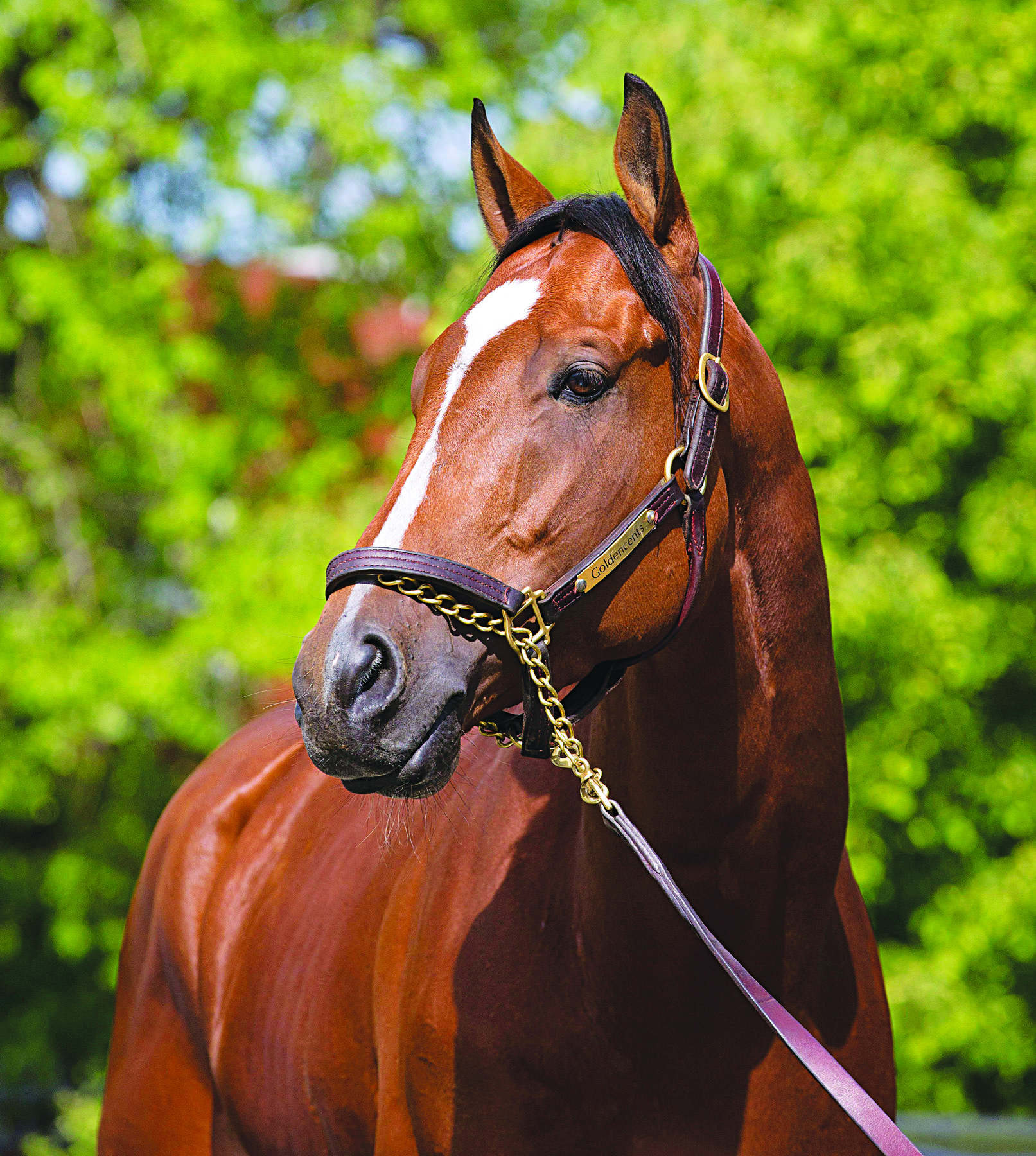 Goldencents portrait