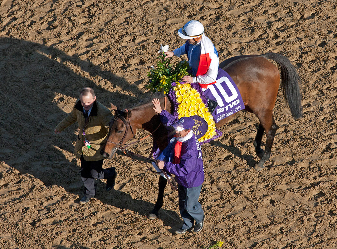 Goldikova after winning the 2010 Breeders' Cup Mile
