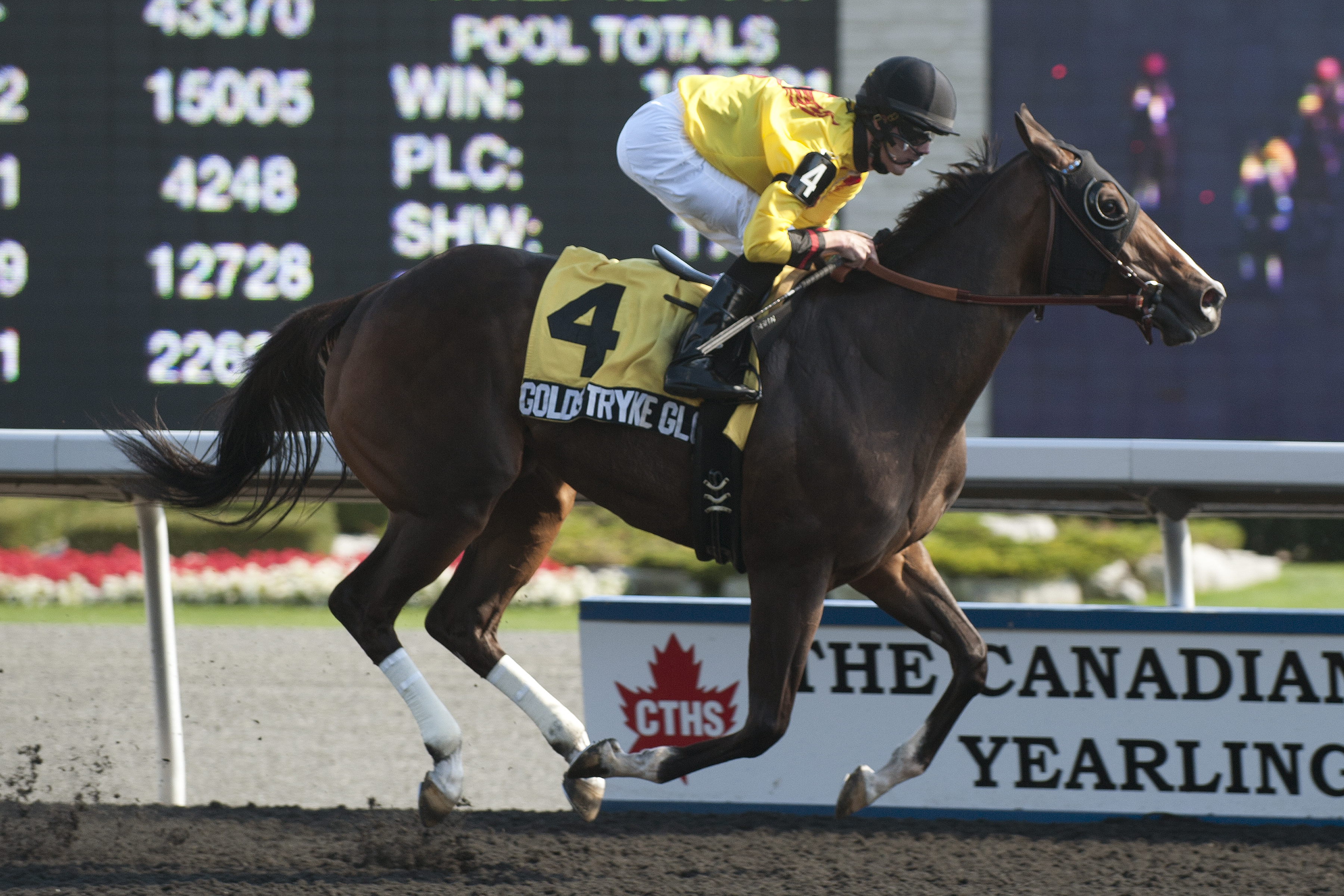 Goldstryke Glory wins the Ingloriuos Stakes