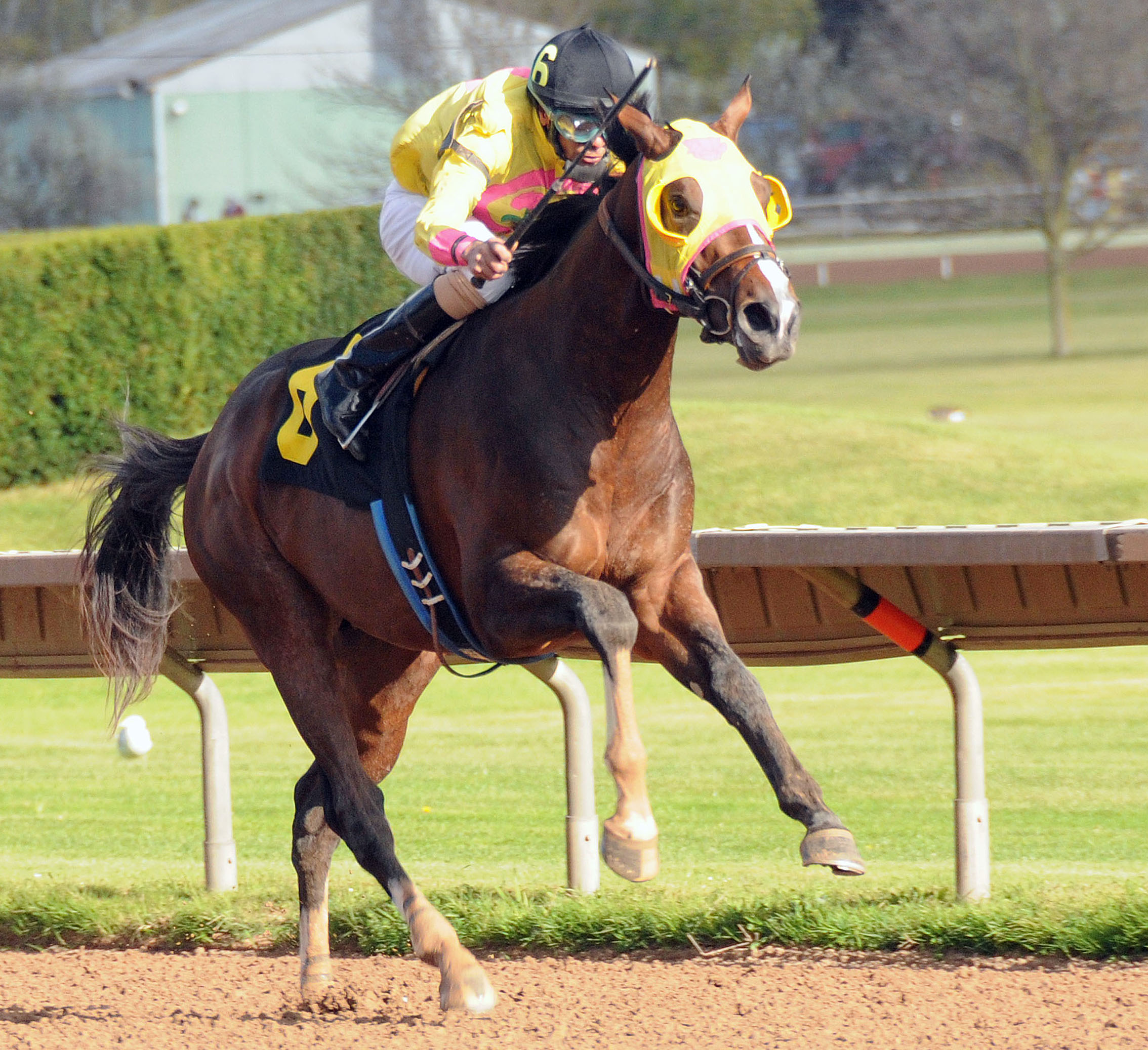 Good Luck Gus wins the New York Breeders' Futurity