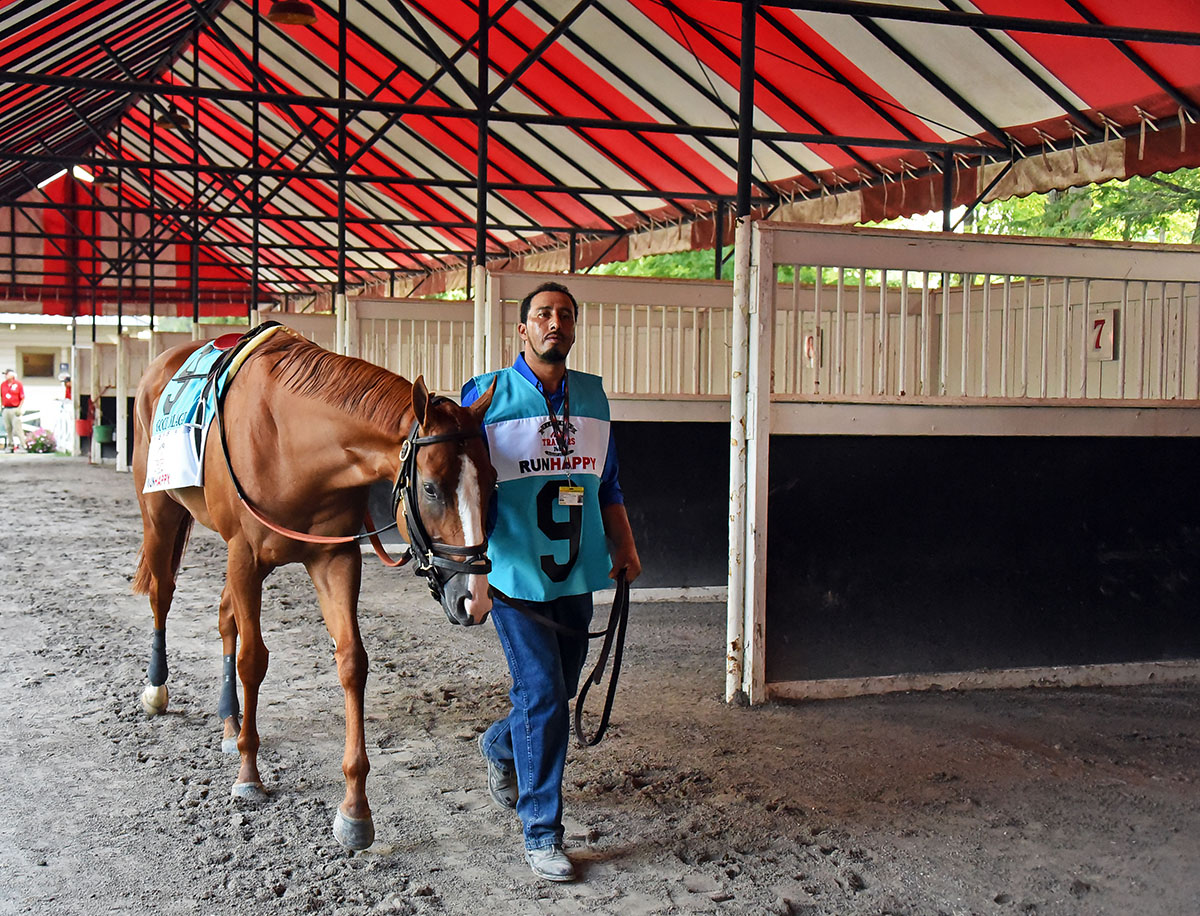 Good Magic in the Saratoga paddock