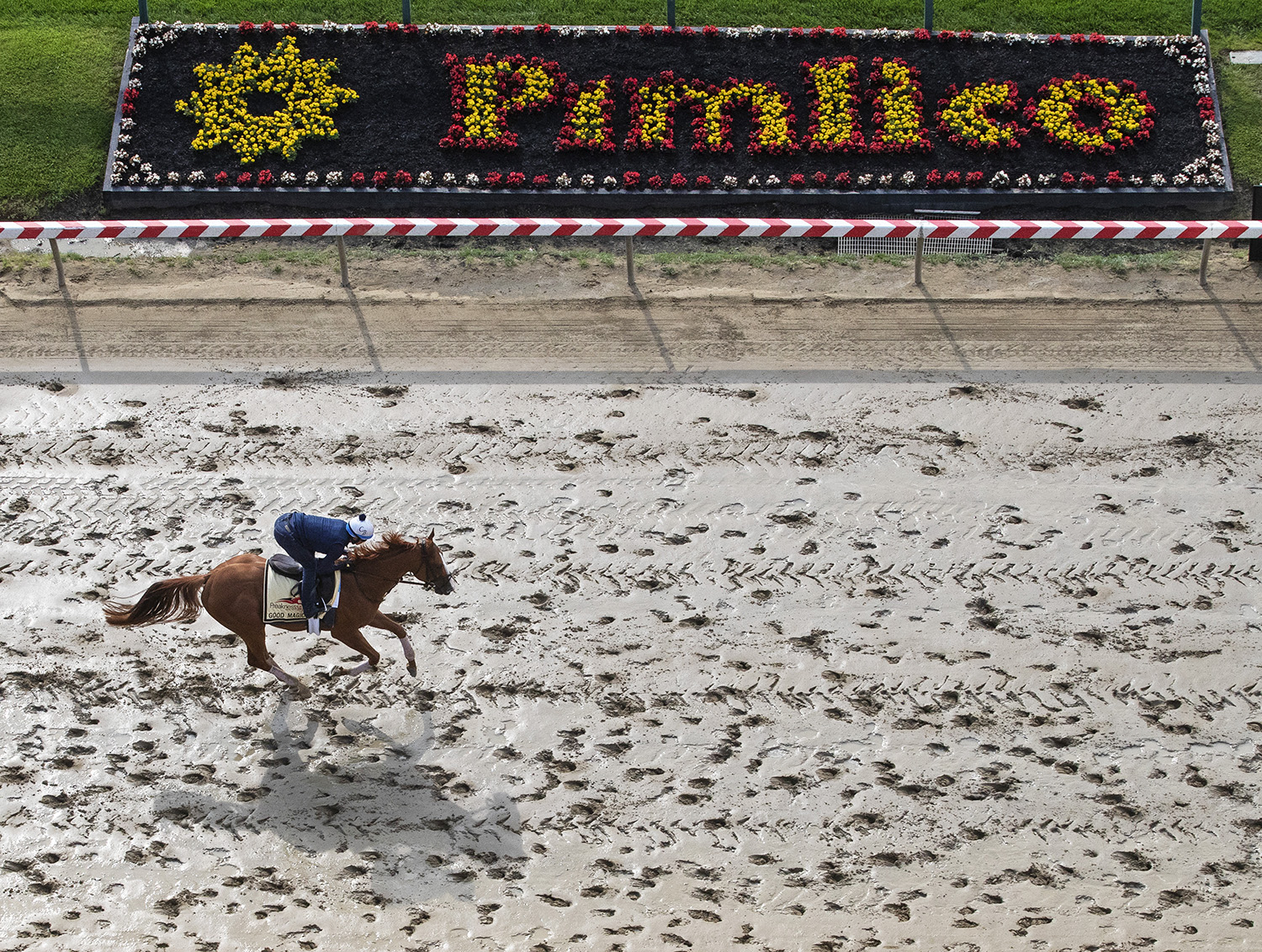 Good Magic gallops at Pimlico on May 15