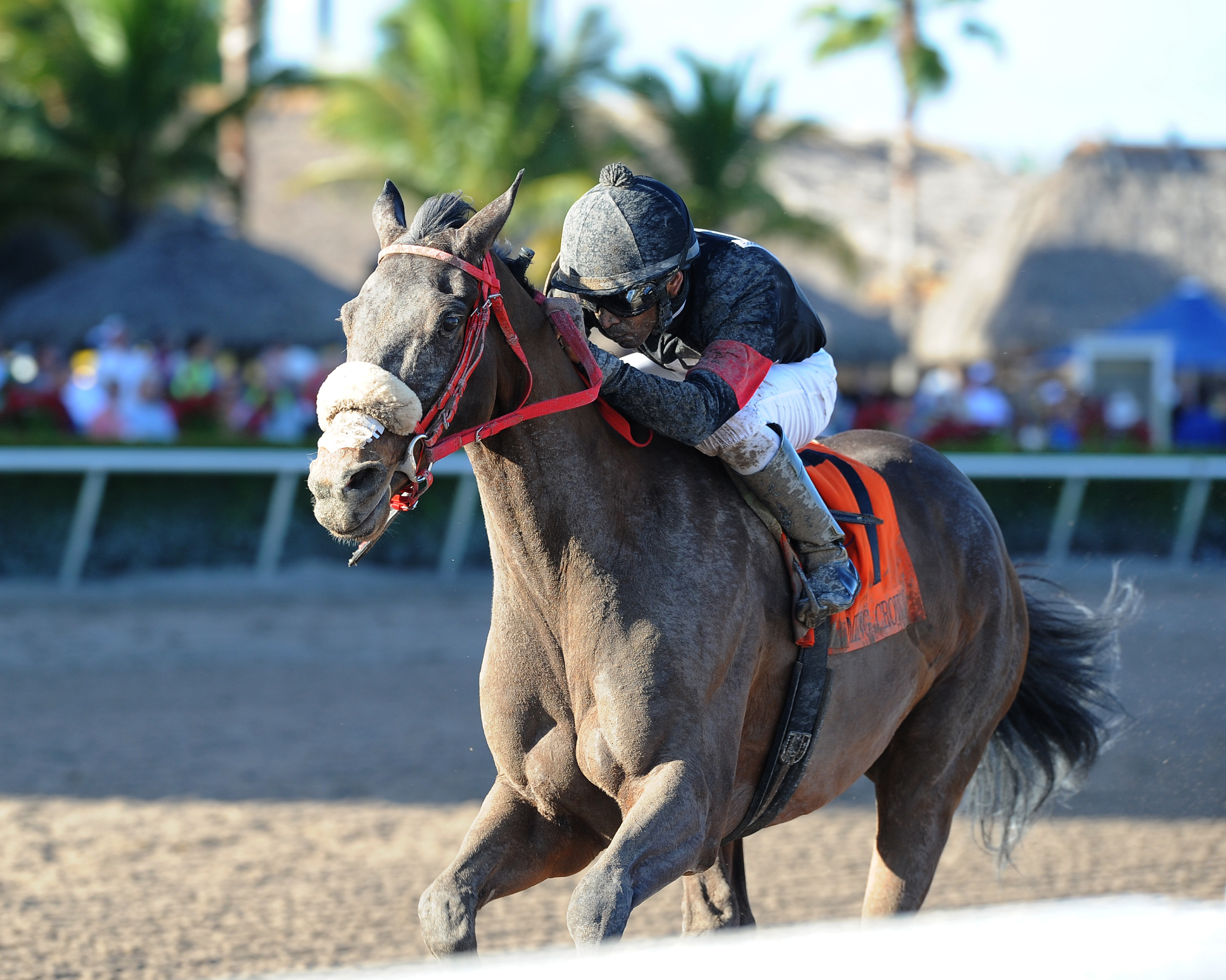 Goodtimehadbyall wins the 2013 Rapid Transit Stakes