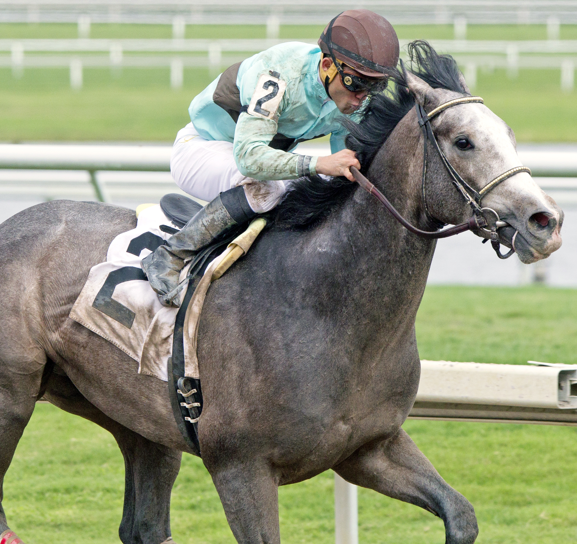 Gorgeous Bird wins an allowance race