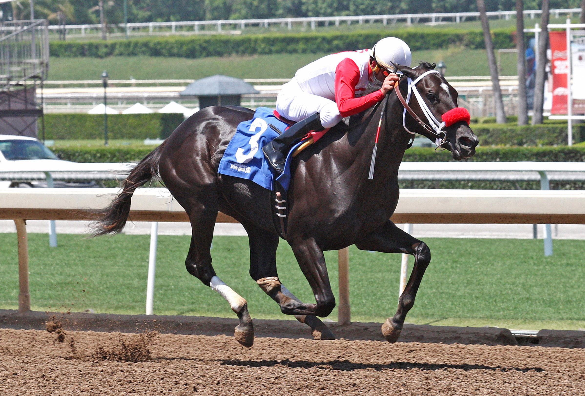 Gorgeous Ginny wins her career debut