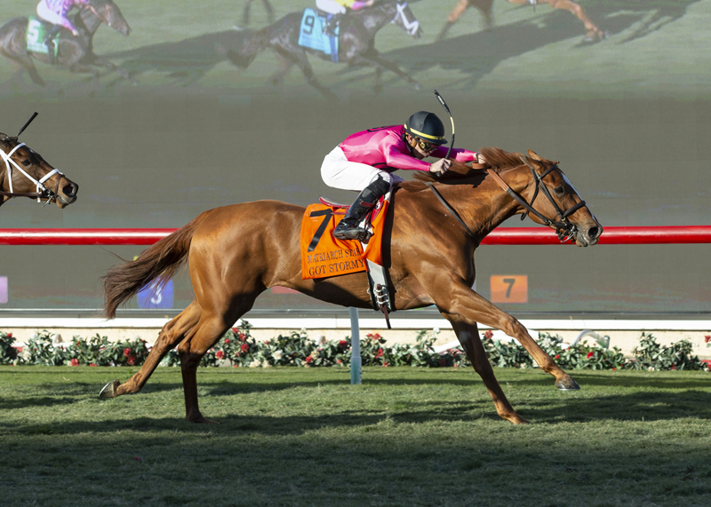 Got Stormy wins the 2019 Matriarch Stakes