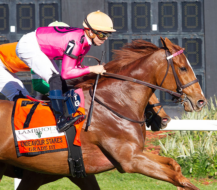 Got Stormy finishes fourth in the 2020 Endeavour Stakes at Tampa Bay Downs