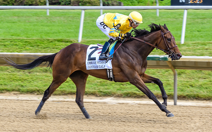 Gotham Gala wins the 2019 Obeah Stakes