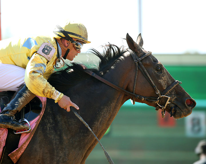 Gotham Gala wins an Oct. 5 allowance race at Keeneland