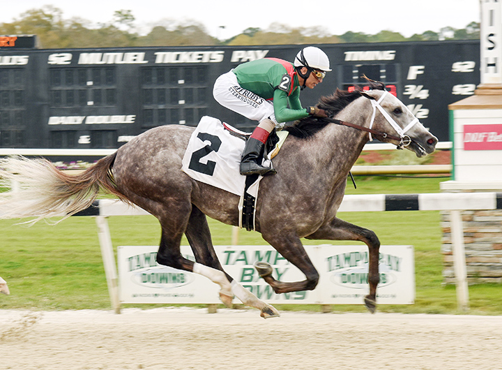 Gouverneur Morris wins a Feb. 14 allowance at Tampa Bay Downs