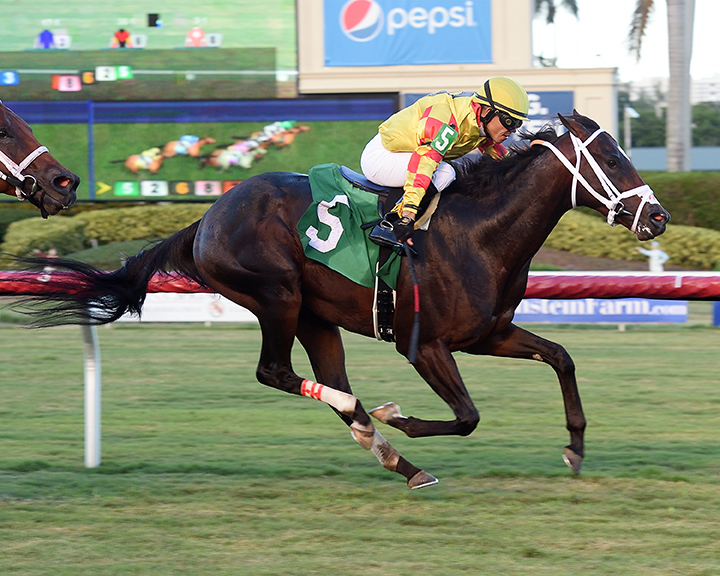 Gran Malbec wins a Sept. 13 allowance race