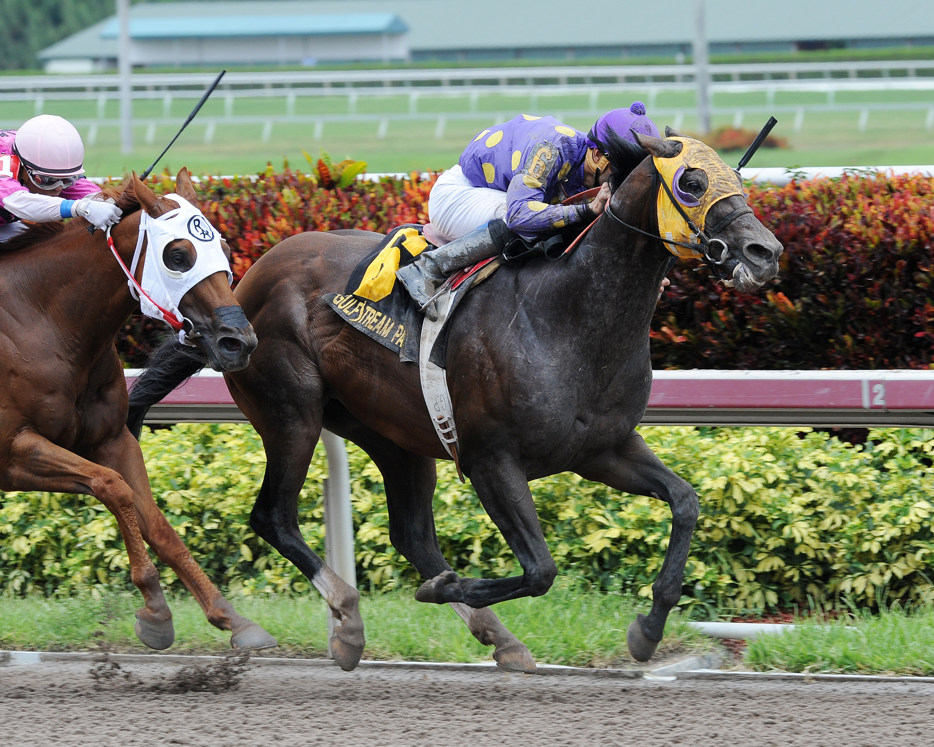 Grande Shores wins the Parrot Key Stakes