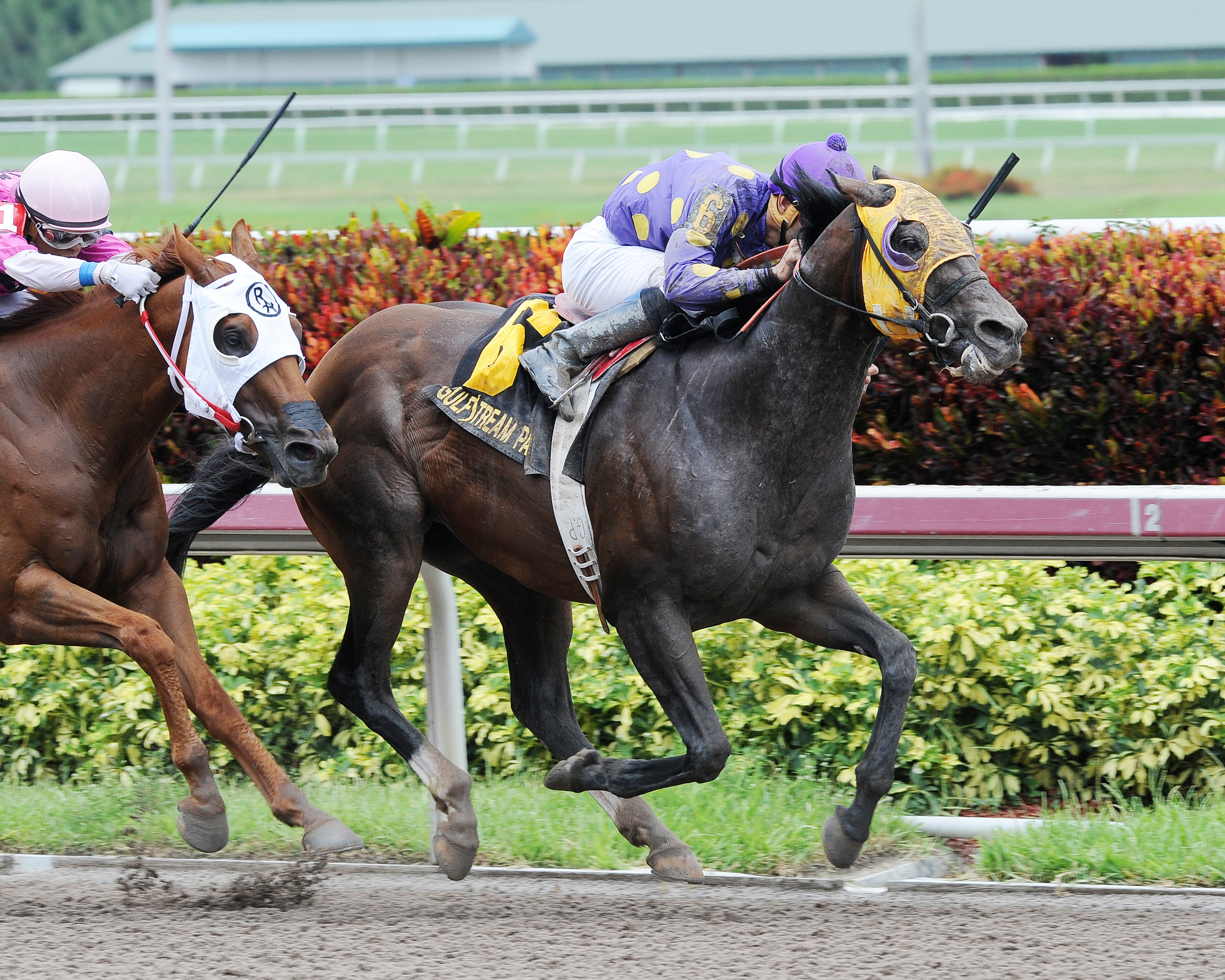Grande Shores wins the Parrot Key Stakes