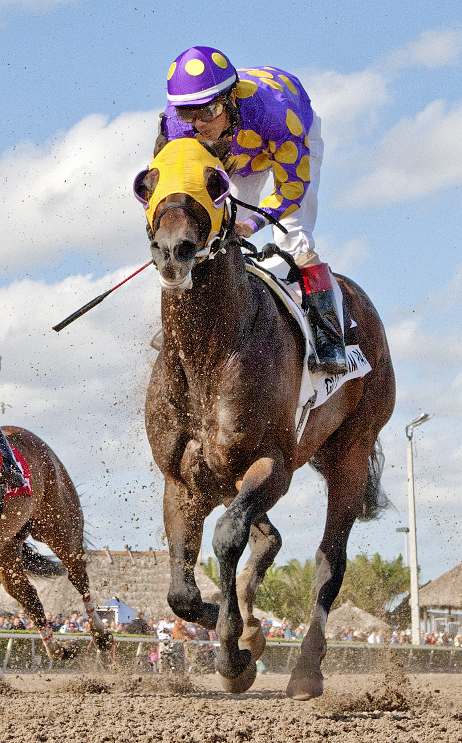 Grande Shores finishes second in the Florida Sunshine Millions Sprint Stakes