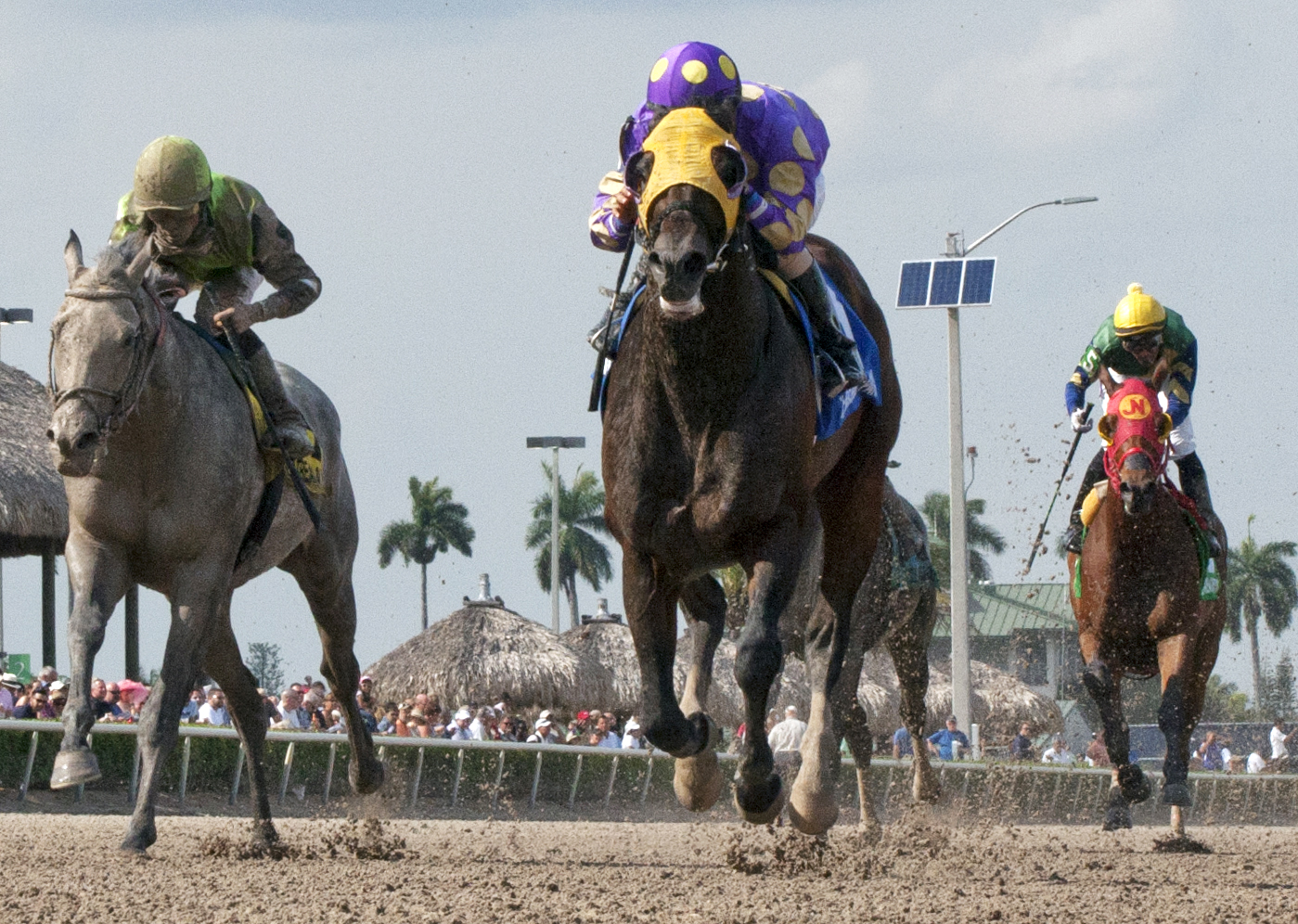 Grande Shores wins the Sir Shackleton Stakes