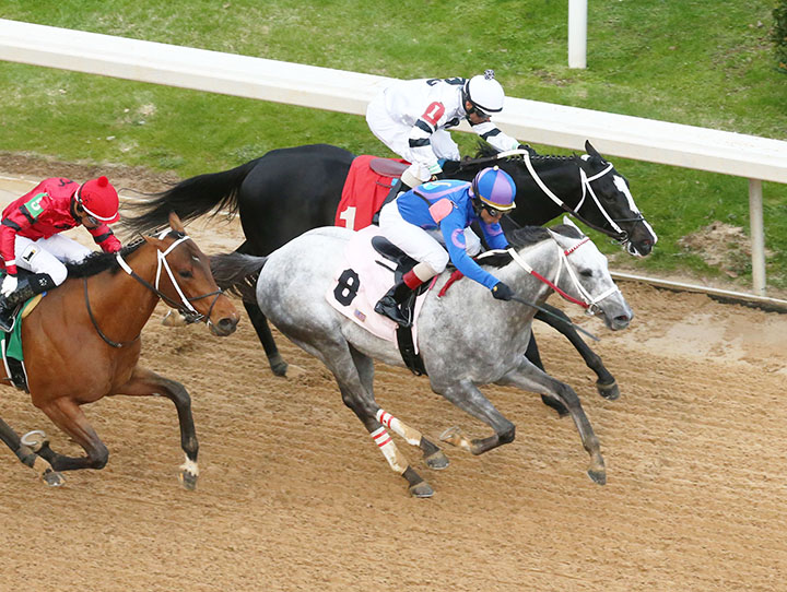 Gray Attempt wins the 2019 Smarty Jones Stakes