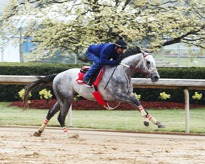 Gray Attempt works at Oaklawn on April 5