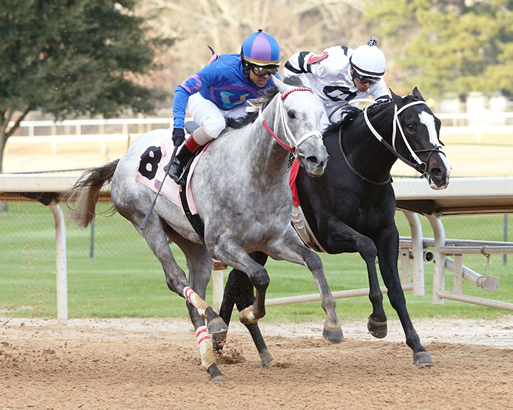Gray Attempt wins the 2019 Smarty Jones Stakes