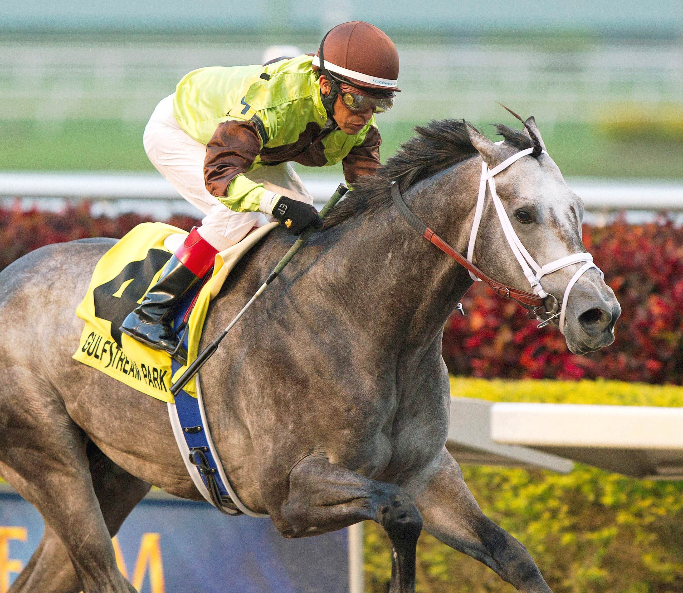 Graydar, Donn Handicap