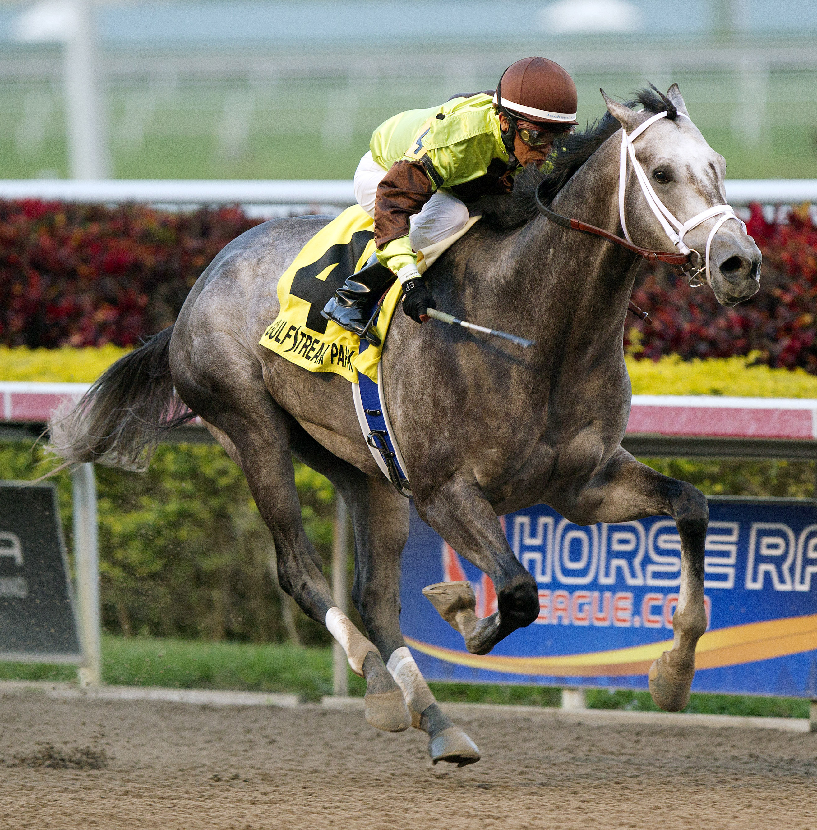 Graydar/Donn