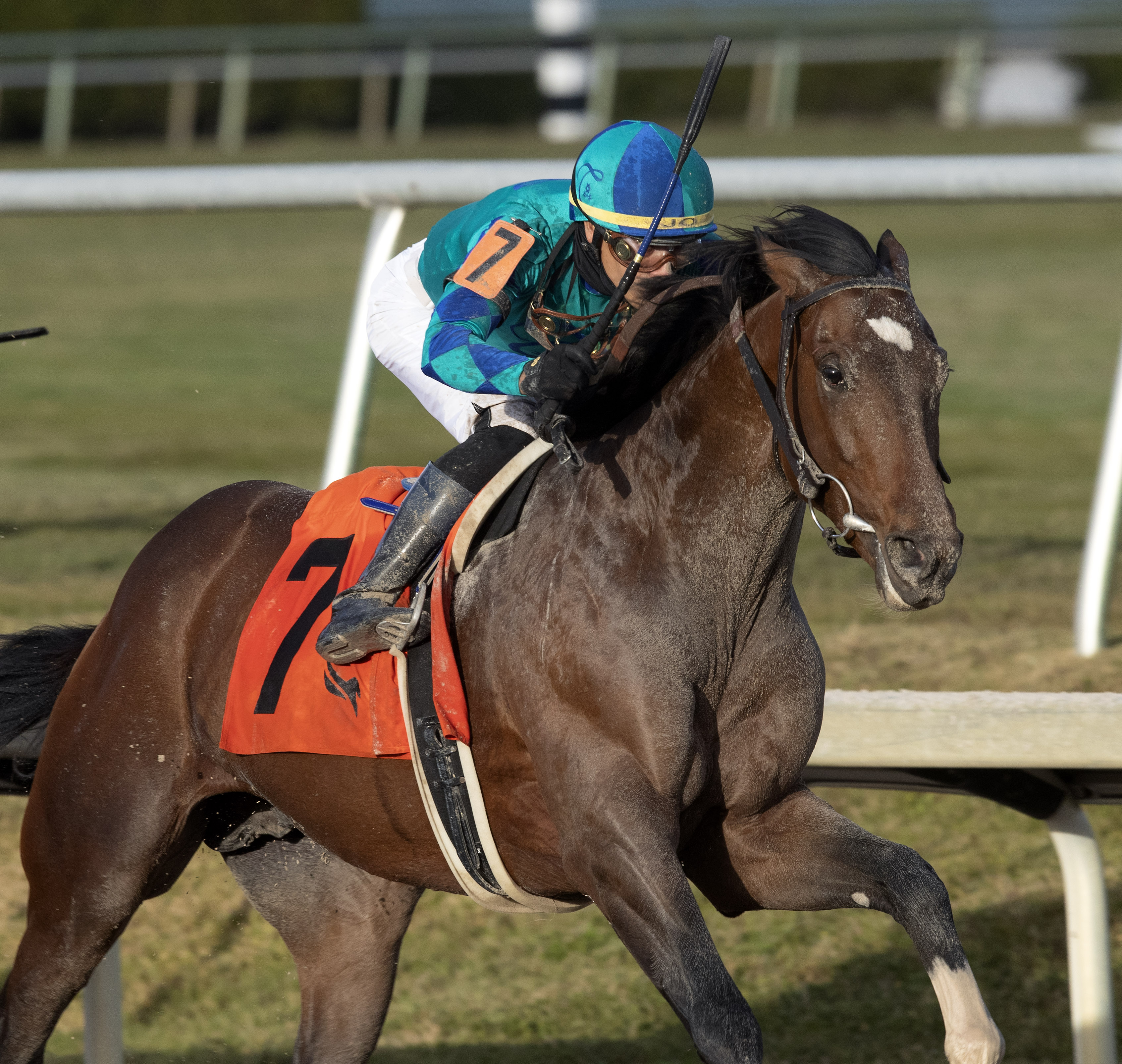 Greatest Honour wins Holy Bull 1-30-2021