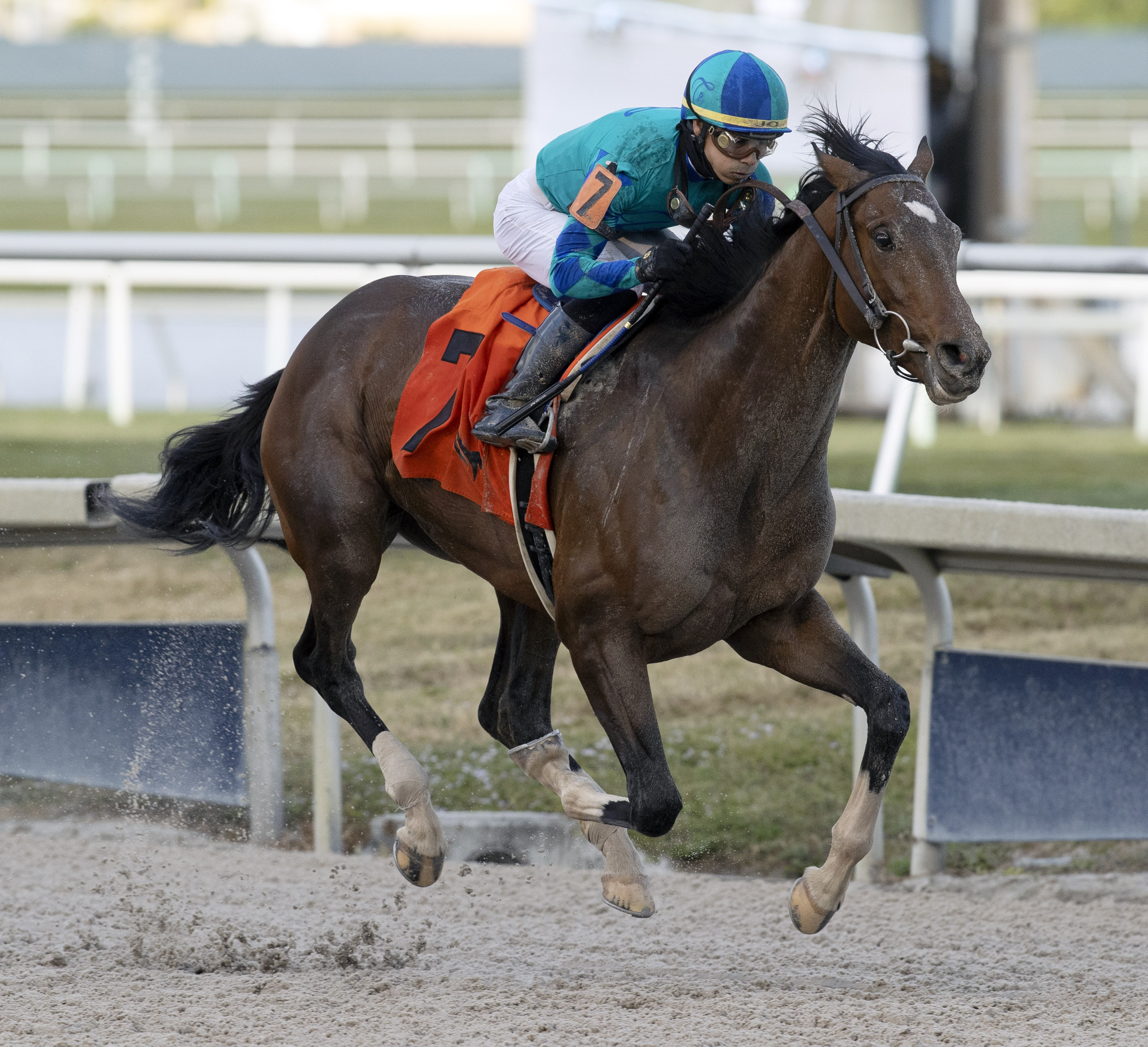 Greatest Honour wins Holy Bull 1-30-2021