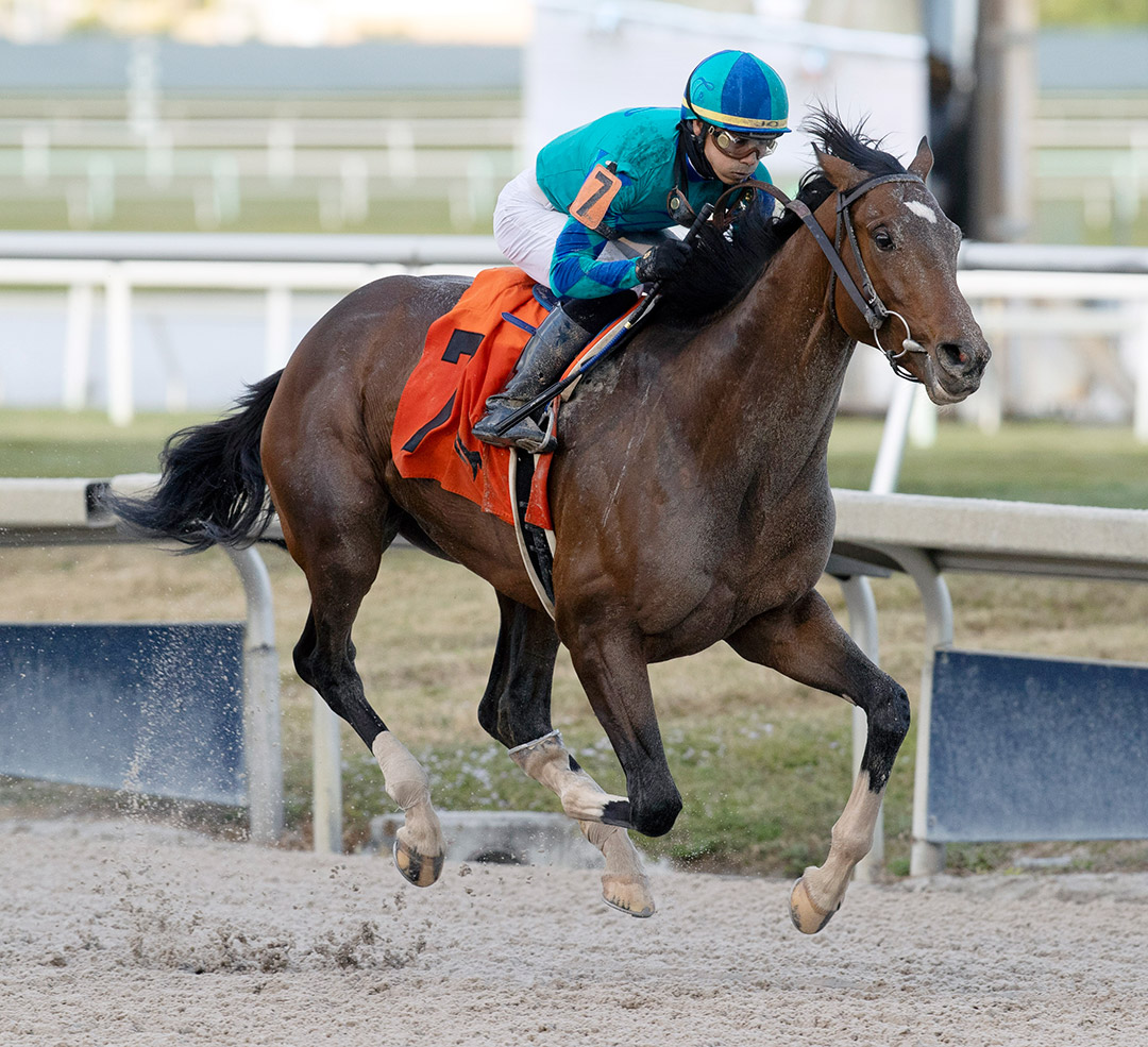 Greatest Honour wins the 2021 Holy Bull at Gulfstream Park