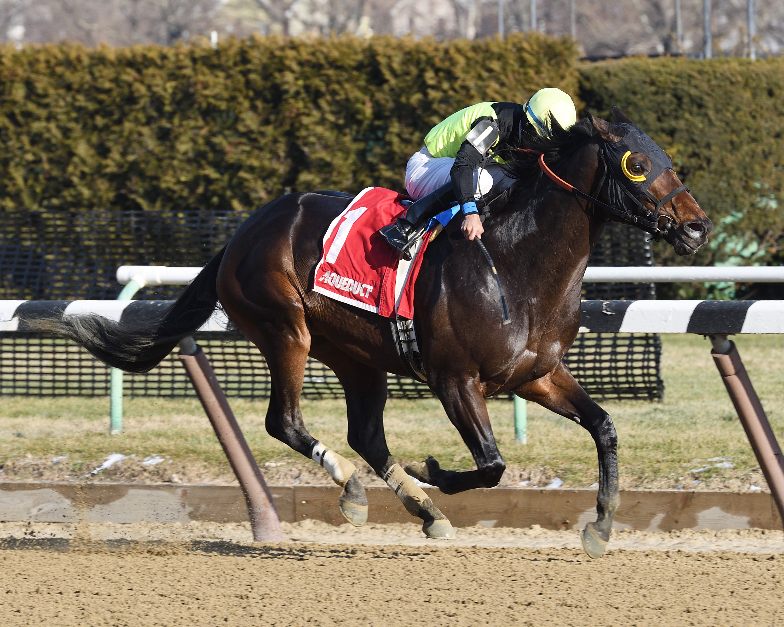 Green Gratto wins the Toboggan Stakes