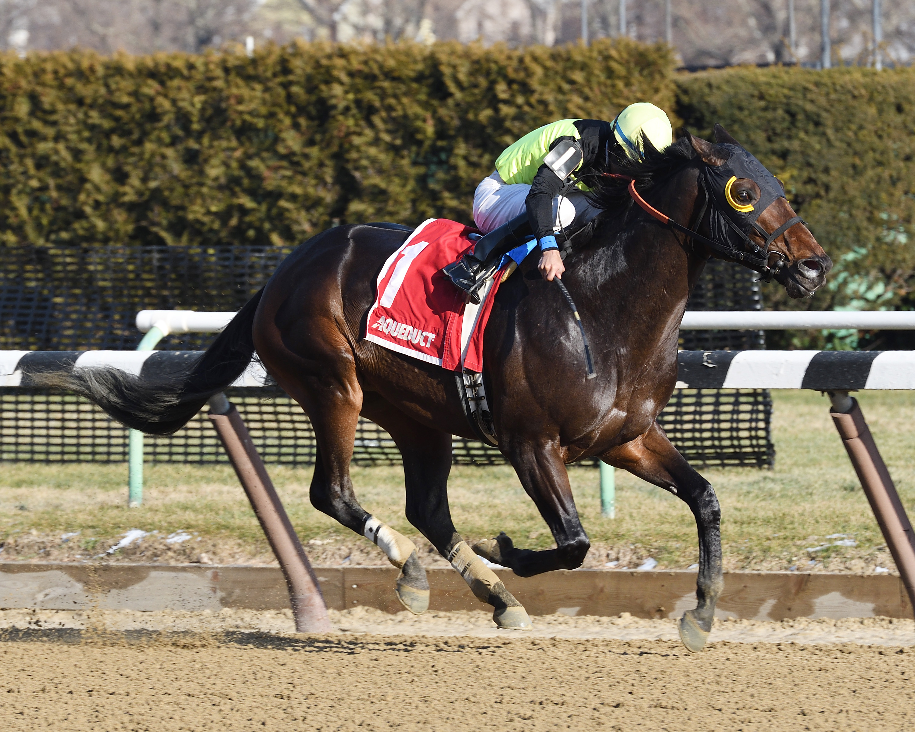 Green Gratto wins the Toboggan Stakes