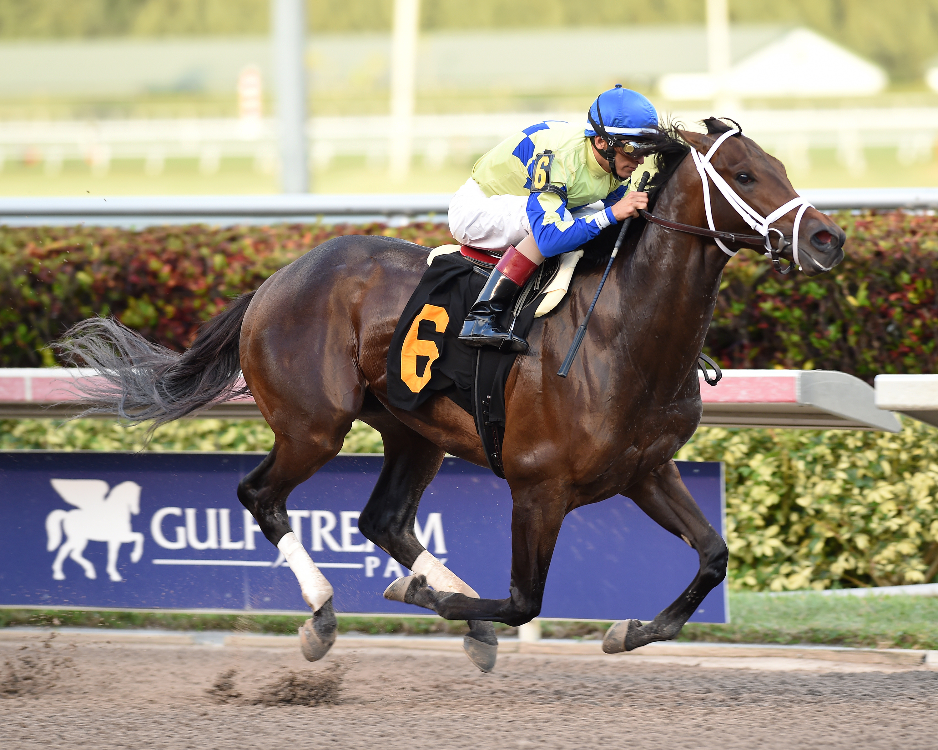 Greenpointcrusader wins an optional claiming race on Jan. 27