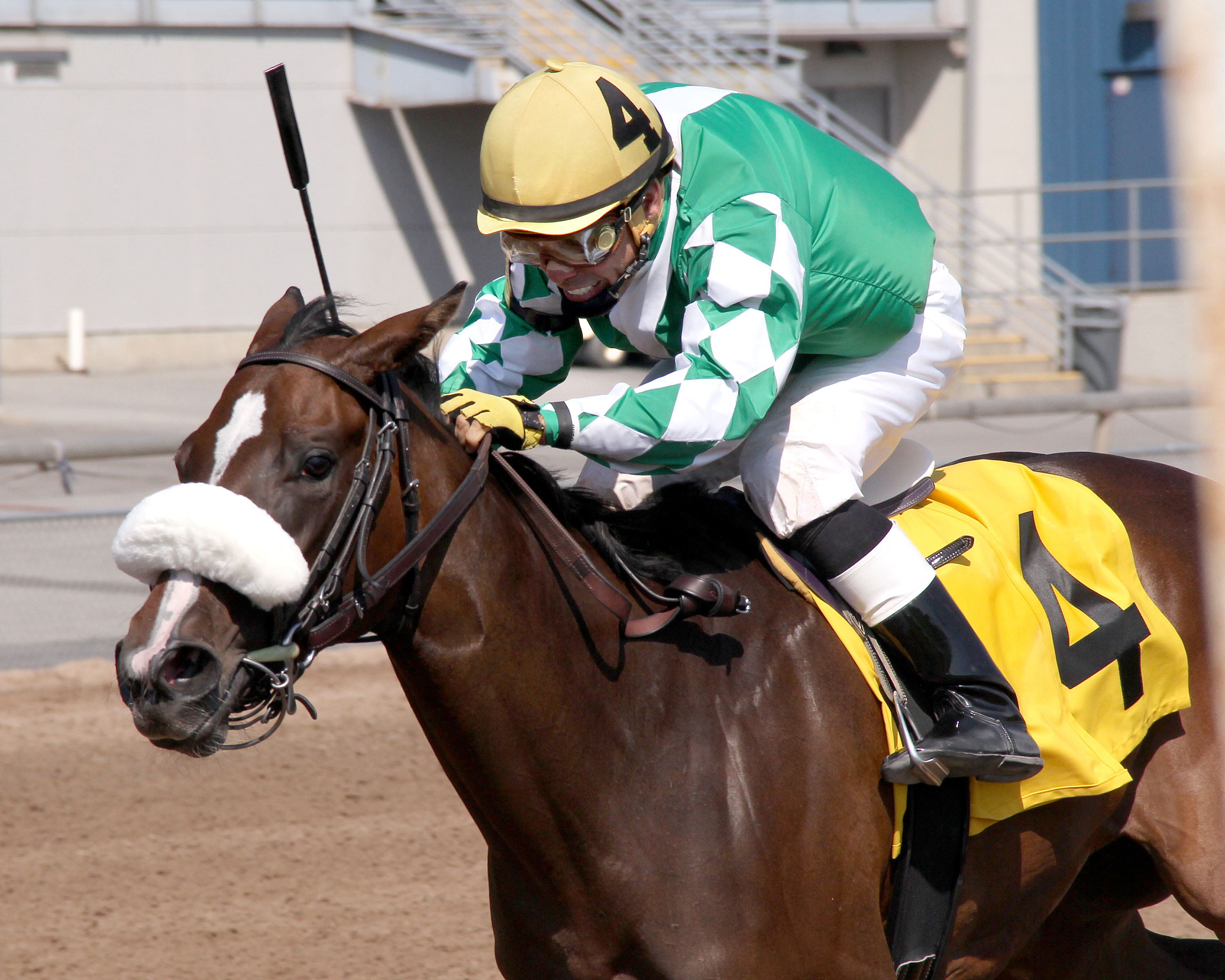 Gregorian Gold wins the 2015 Lady Finger Stakes