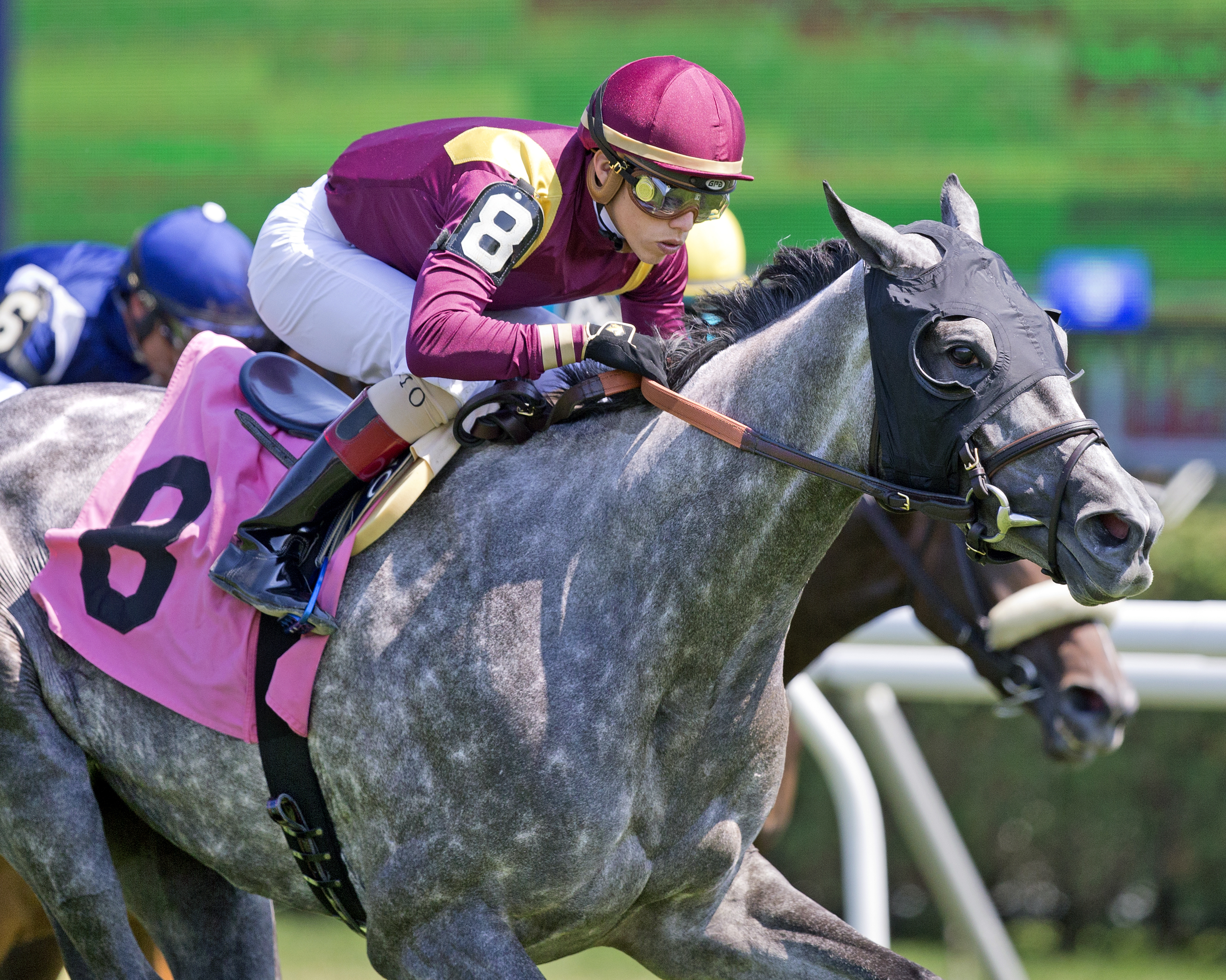 Grey Stark wins a July 29, 2016 allowance optional claimer