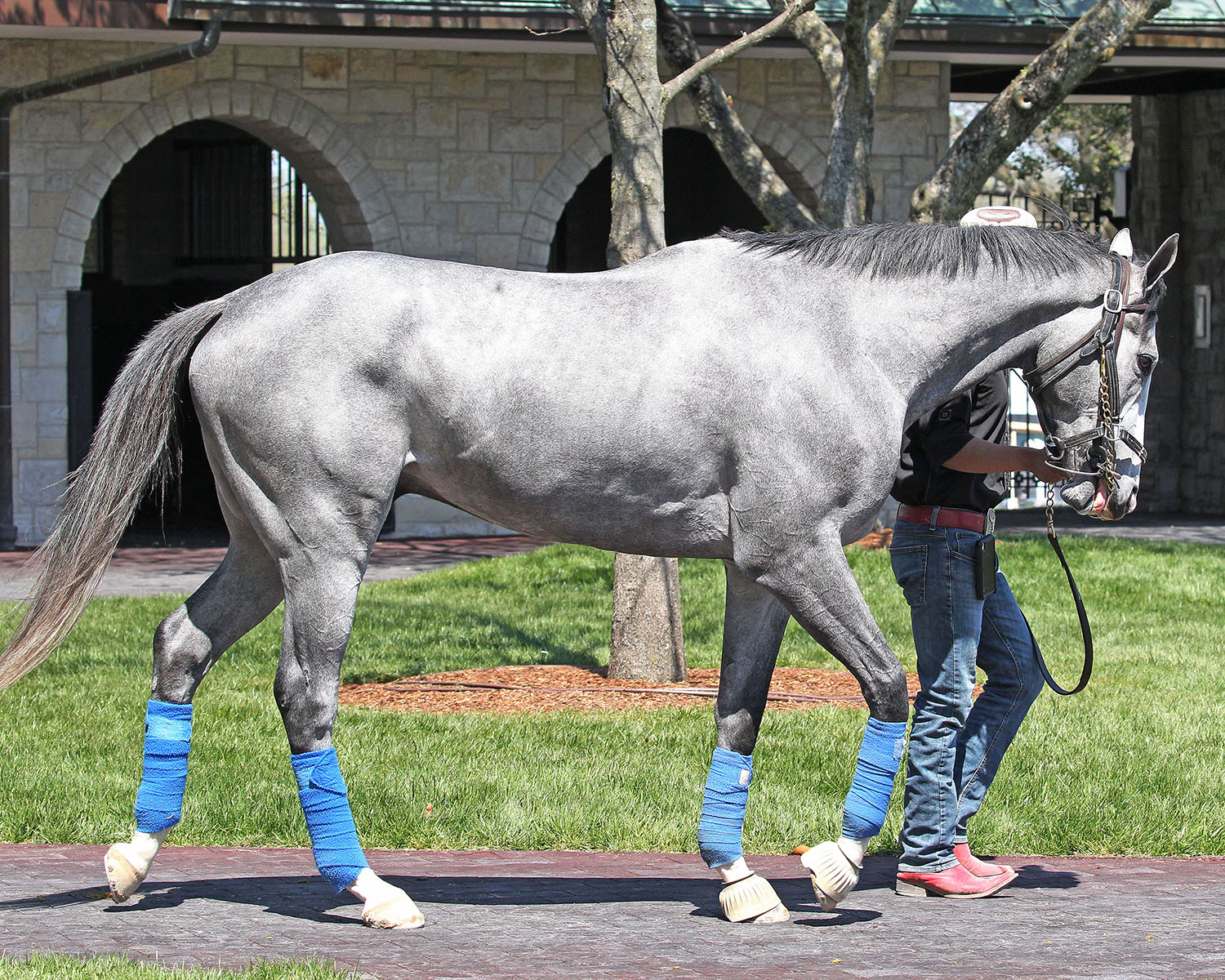 Greyvitos schools at Keeneland in April