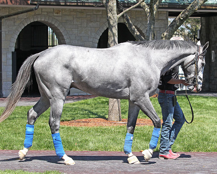 Greyvitos at Keeneland on April 12