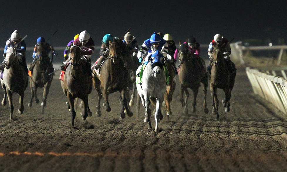 Greyvitos wins the Springboard Mile
