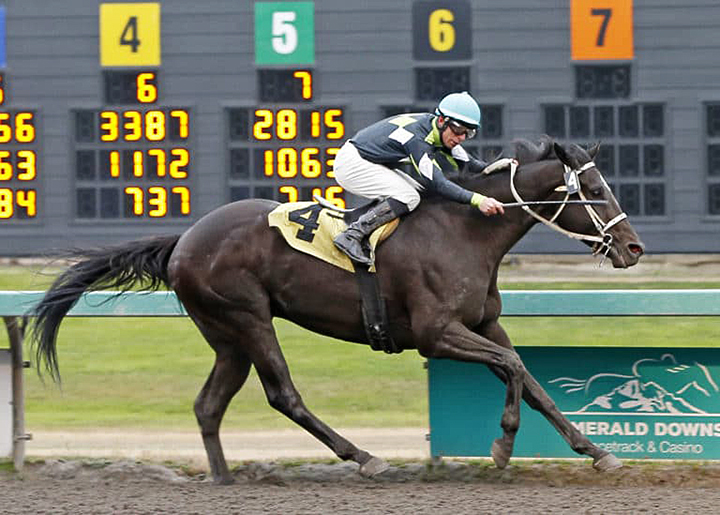 Grinder Sparksaglo wins an Aug. 25, 2018 allowance at Emerald Downs