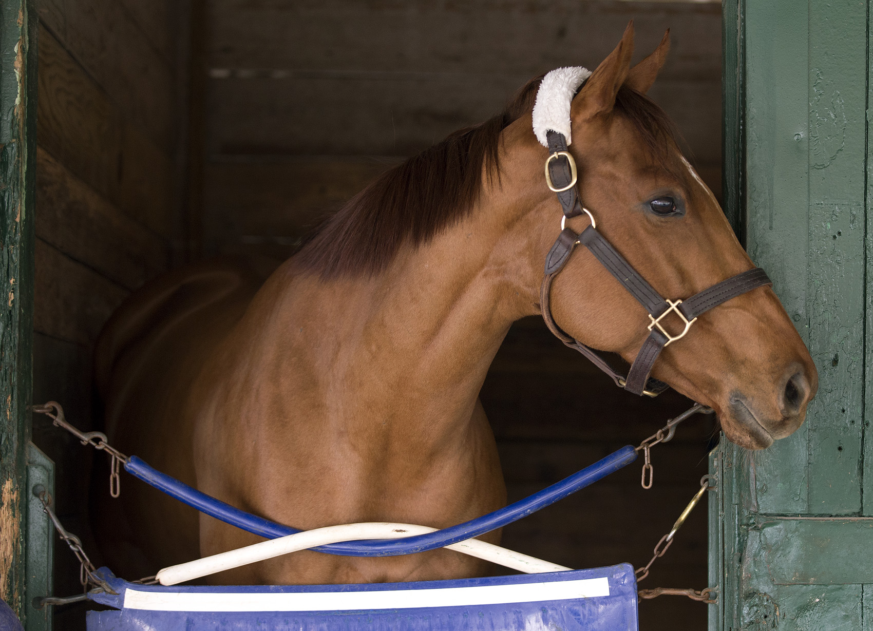 Groupie Doll, January 2013